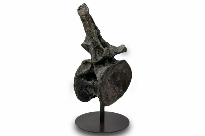 Sauropod (Barosaurus) Caudal Vertebra w/ Metal Stand - Wyoming #334646